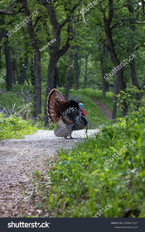 Male Turkey On Full Display Profile Stock Photo 2189017227 | Shutterstock