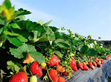 Enterprise Budgets for Horticulture Crops - Alabama Cooperative Extension System