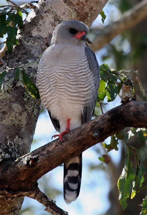 Gabar goshawk - Alchetron, The Free Social Encyclopedia