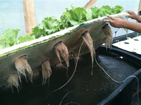 Building an Aquaponics Fish Tank - HowtoAquaponic