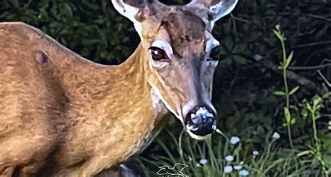 This Beautiful Female Deer was Very Protective of Her Fawn – What Next Photography & Graphic Arts