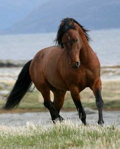 8 Best Appaloosa Friesian images | Appaloosa, Friesian, Horses