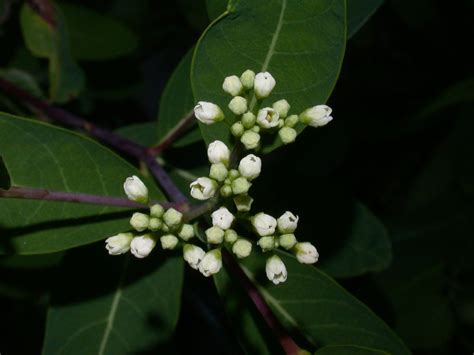 Apocynum cannabinum (Apocynaceae) image 6185 at PlantSystematics.org