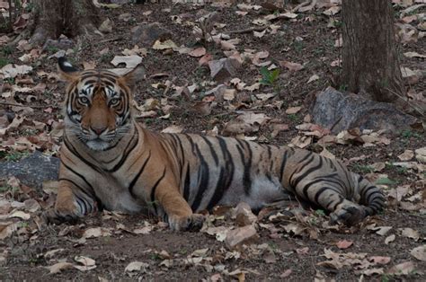 Photo taken with Nikon D 5000 - Andaman and Nicobar Islands - Animal ...