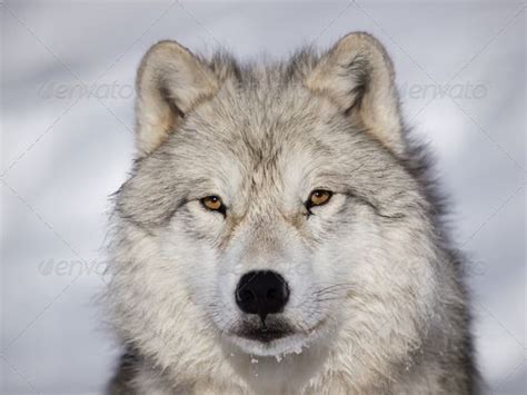 Arctic Wolf alpha male closeup | Arctic wolf, Wolf images, Wolf husky