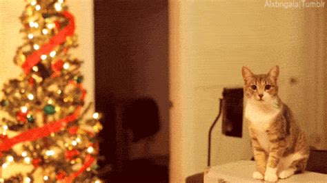 Christmas Tree GIF - Find & Share on GIPHY