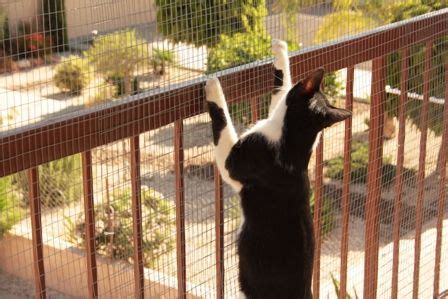 The Cats Enjoying Their New Balcony Pet Enclosure | Cat proof balcony, Pet enclosure, Cat patio