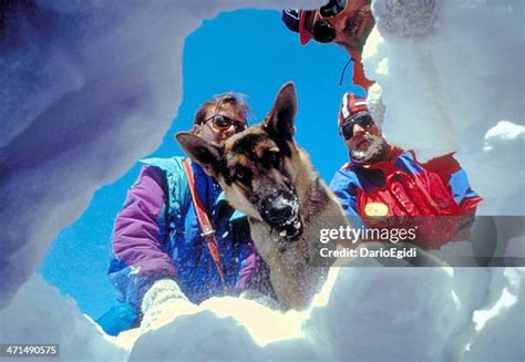 Avalanche Rescue Dogs Photos and Premium High Res Pictures - Getty Images