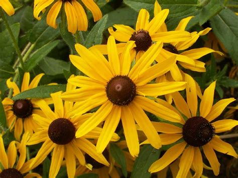 Rudbeckia hirta (Black Eyed Susan) - World of Flowering Plants