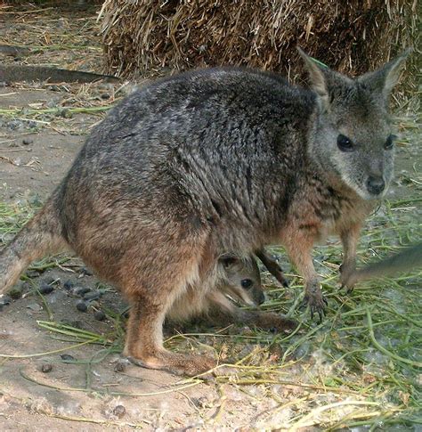 Creature Feature: Tammar wallaby