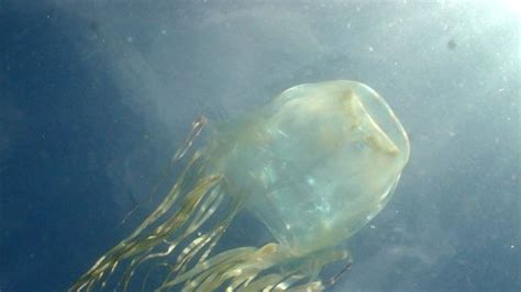 Jellyfish antivenom likely 'ineffective' - ABC News