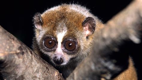 Science Bulletins: Slow Loris Venom—Solving a Toxic Puzzle - YouTube