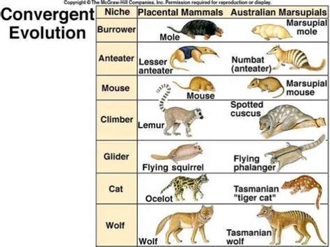 Convergent and Divergent Evolution: Definition, Examples, and Differences