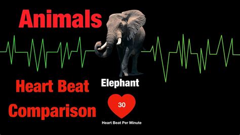 Comparison:Heartbeat:Animals Heartbeat|Incredible Human Heartbeat ️ ️ Sound|Human Heartbeat ...