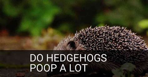 Do Hedgehogs Poop A Lot? - ExclusivelyHedgehogs