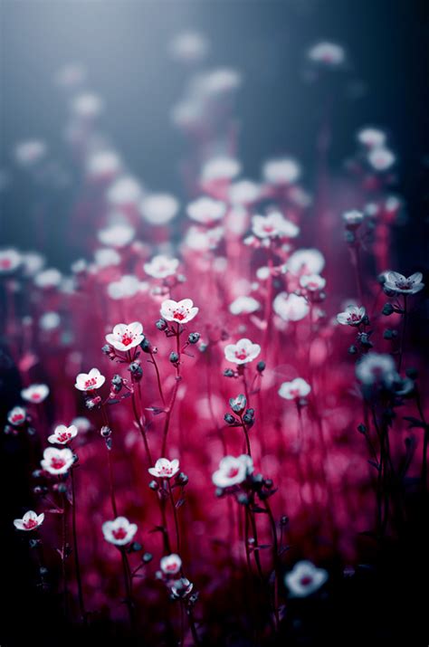 Magical flowers by ajkabajka on DeviantArt