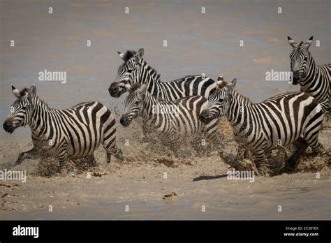 Five plains zebra galloping across shallow lake Stock Photo - Alamy