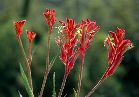 Anigozanthos ‘Bush Ballad’ – Kangaroo Paw | Gardening With Angus