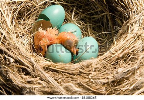 681 Robin Eggs Hatching Images, Stock Photos, 3D objects, & Vectors | Shutterstock