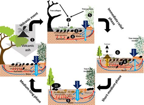 The conceptual diagram on volcanic ash deposition impacts on plant and ...