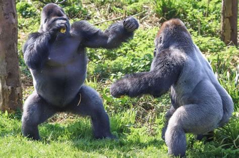 AVEC LE WWF - Les animaux, nous les aimons, sauvons-les : le gorille