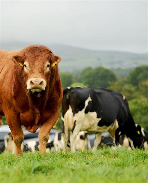 Limousin society to showcase International Congress prize winners - Free