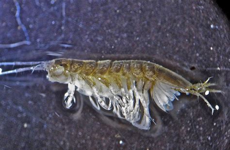 Aquatic Insects of Central Virginia: Freshwater Crustaceans: Scuds and Sowbugs