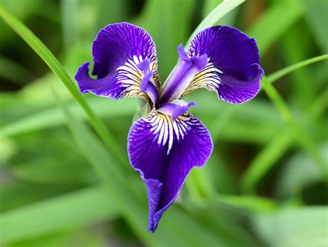 Iris setosa (arctic iris): a wild iris in Japan | Iris setos… | Flickr