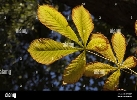 Horse chestnut tree with Autumn leaves Stock Photo - Alamy