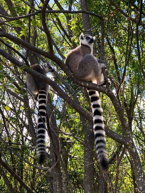 Navigating Lemur Conservation in Madagascar – WildLIFE