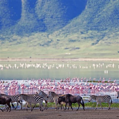 Best Time To Visit Tanzania On Safari [Examining All Seasons]