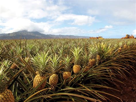 How To Grow A Pineapple | The Tree Center™