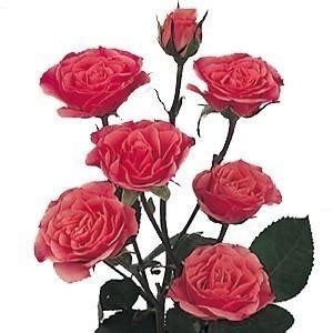 Hot Pink Spray Roses 10 Bunch | J R Roses Wholesale Flowers