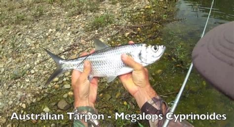 VIDEO: Catching Aussie tarpon - Fishing World Australia