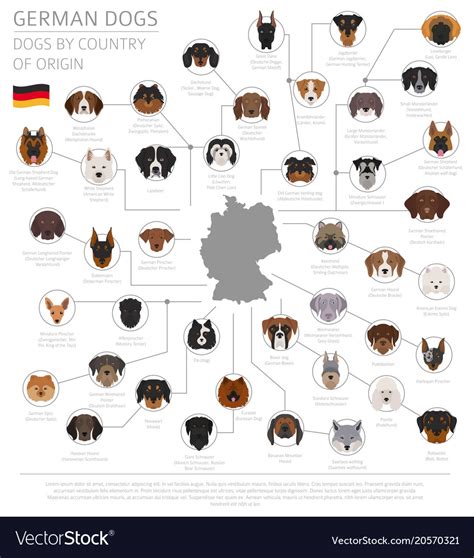 Dogs by country of origin german dog breeds Vector Image