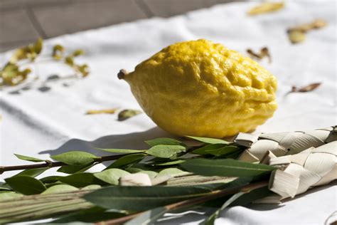 The Meaning of the Lulav and Etrog - Breaking Matzo