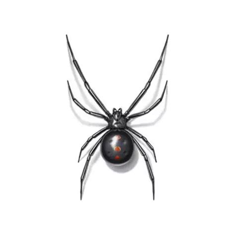 Black Widow Spider Identification | Black Widow Spiders in Central Virginia