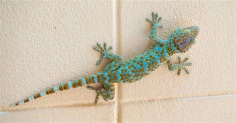 Gecko Pictures - AZ Animals