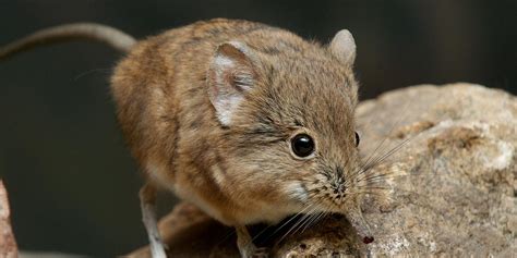 Short-eared elephant shrew | Smithsonian's National Zoo and ...