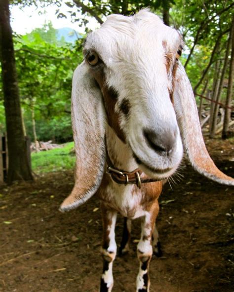 5 Best Dairy Goat Breeds for the Small Farm | Dairy goats, Goats, Raising farm animals