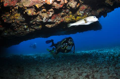 diving - Fernando de Noronha - Brasil Spaceship, Sci Fi, Art, Brazil ...