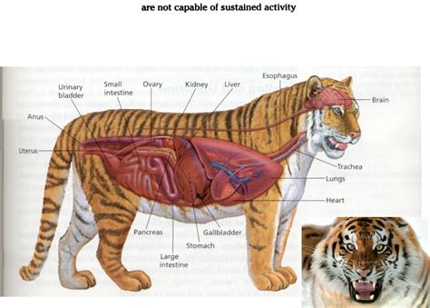 Tiger Teeth Diagram