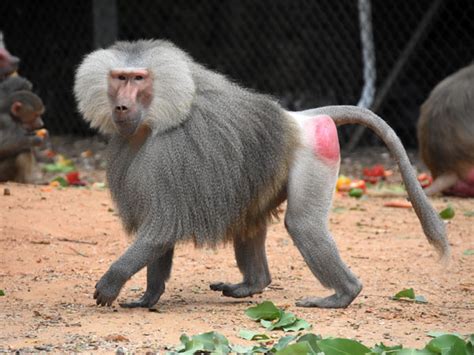 Papio hamadryas / Hamadryas baboon in Zoological Center Tel Aviv - Ramat Gan