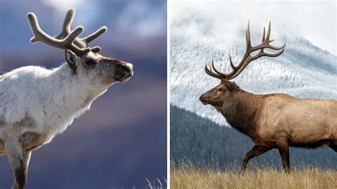 Caribou vs Elk Best 10 Main Differences Explained