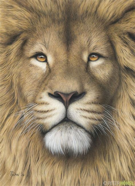 Animal drawings, Lion art, Lion pictures