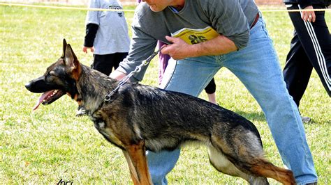 Schutzhund - Training German Shepherd - German Choices