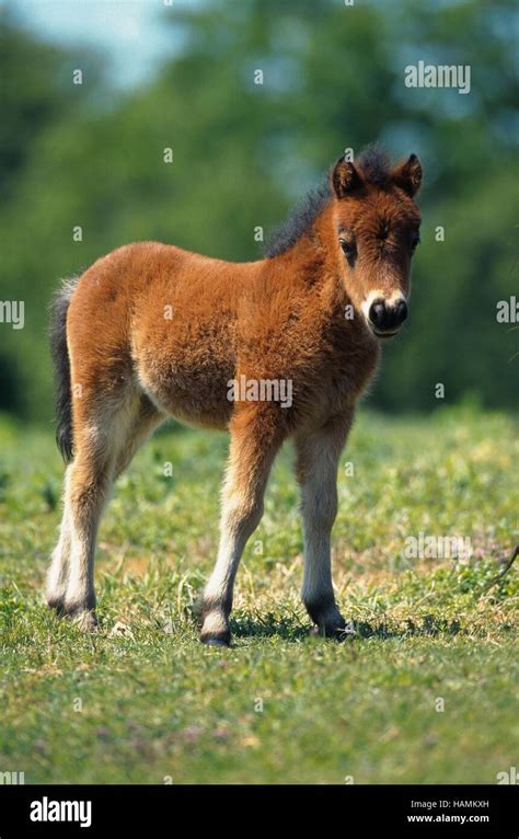 Falabella miniature horse hi-res stock photography and images - Alamy