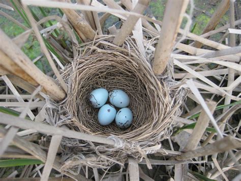 Red-winged Blackbird Nest - a photo on Flickriver