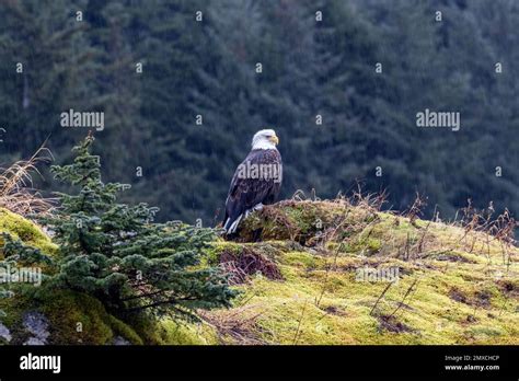 A wild bald eagle perched on cliff of Resurrection Bay with blur background Stock Photo - Alamy