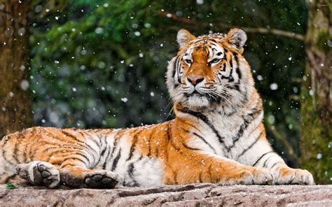 Tiger resting [3] wallpaper - Animal wallpapers - #46023